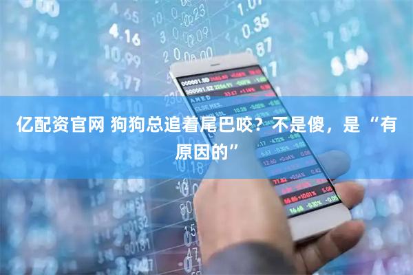 亿配资官网 狗狗总追着尾巴咬？不是傻，是 “有原因的”